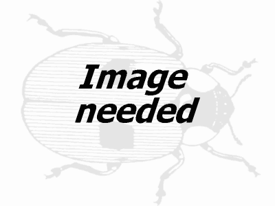 Chabad of Northeast Florida