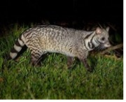 Civet