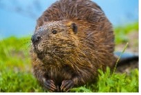 Beaver